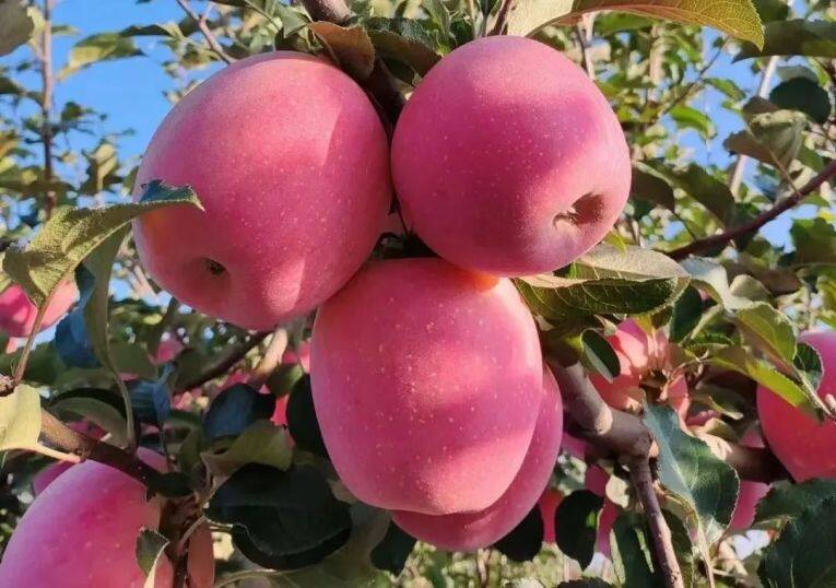 白馬鋪鎮(zhèn)的富士蘋果。