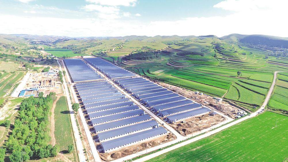 環(huán)縣雙廟20萬只肉羊育肥場俯瞰，