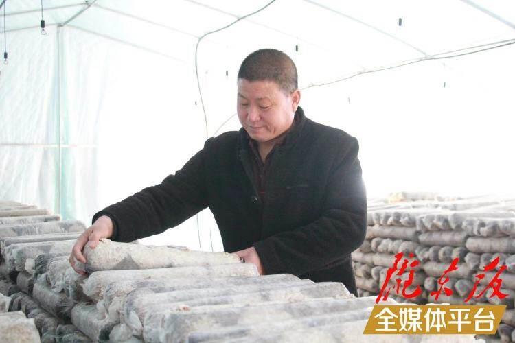 西峰區(qū)后官寨鎮(zhèn)司官寨村食用菌基地，工作人員在整理菌棒。本報記者 南力 攝
