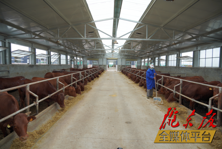 正寧縣正興現(xiàn)代農(nóng)牧千頭早勝牛繁育基地。本報記者 劉萍凝 攝