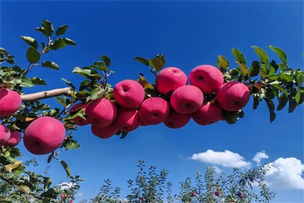 慶城南莊鄉(xiāng)：碩果盈枝溢滿(mǎn)園 金秋豐收笑開(kāi)顏