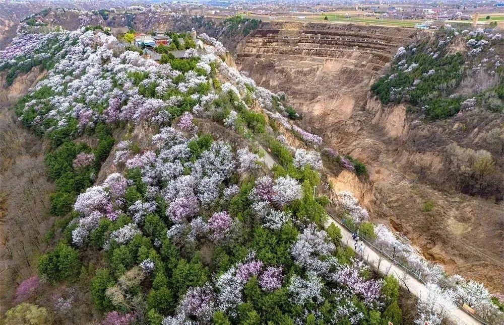 尋著花香，遇見(jiàn)慶陽(yáng)的春和景明