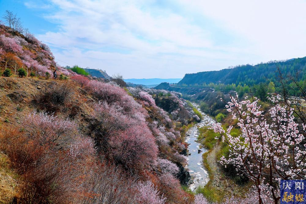 【攝影報(bào)道】寧夏固原：以花為媒 相約春天 寧夏六盤山山花月活動拉開帷幕