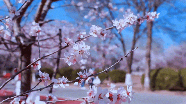 慶陽(yáng)的春日，舉目晴明，一路春暖花開(kāi)