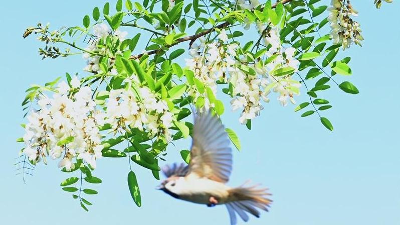 【美圖慶陽(yáng)】槐林五月漾瓊花 郁郁芬芳醉萬(wàn)家