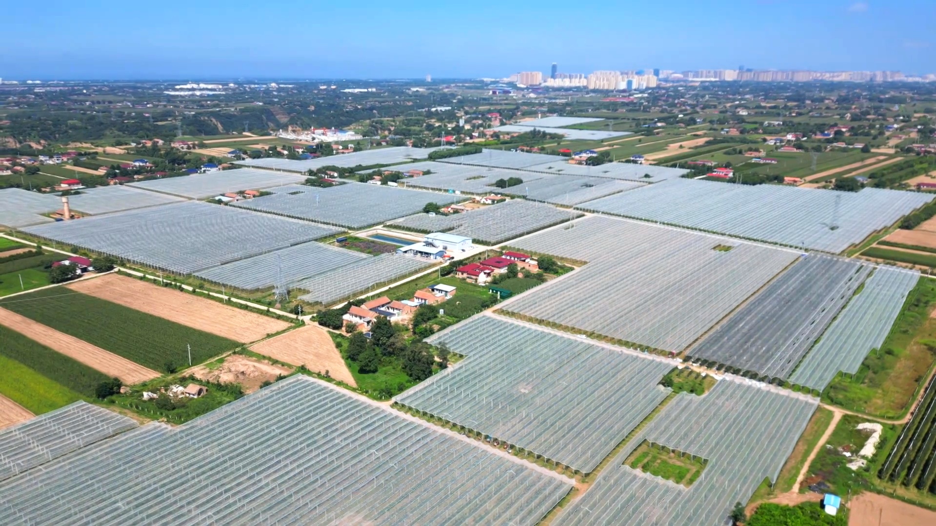 甘肅慶陽中熟蘋果走俏中秋市場 你的果盤里有它嗎？
