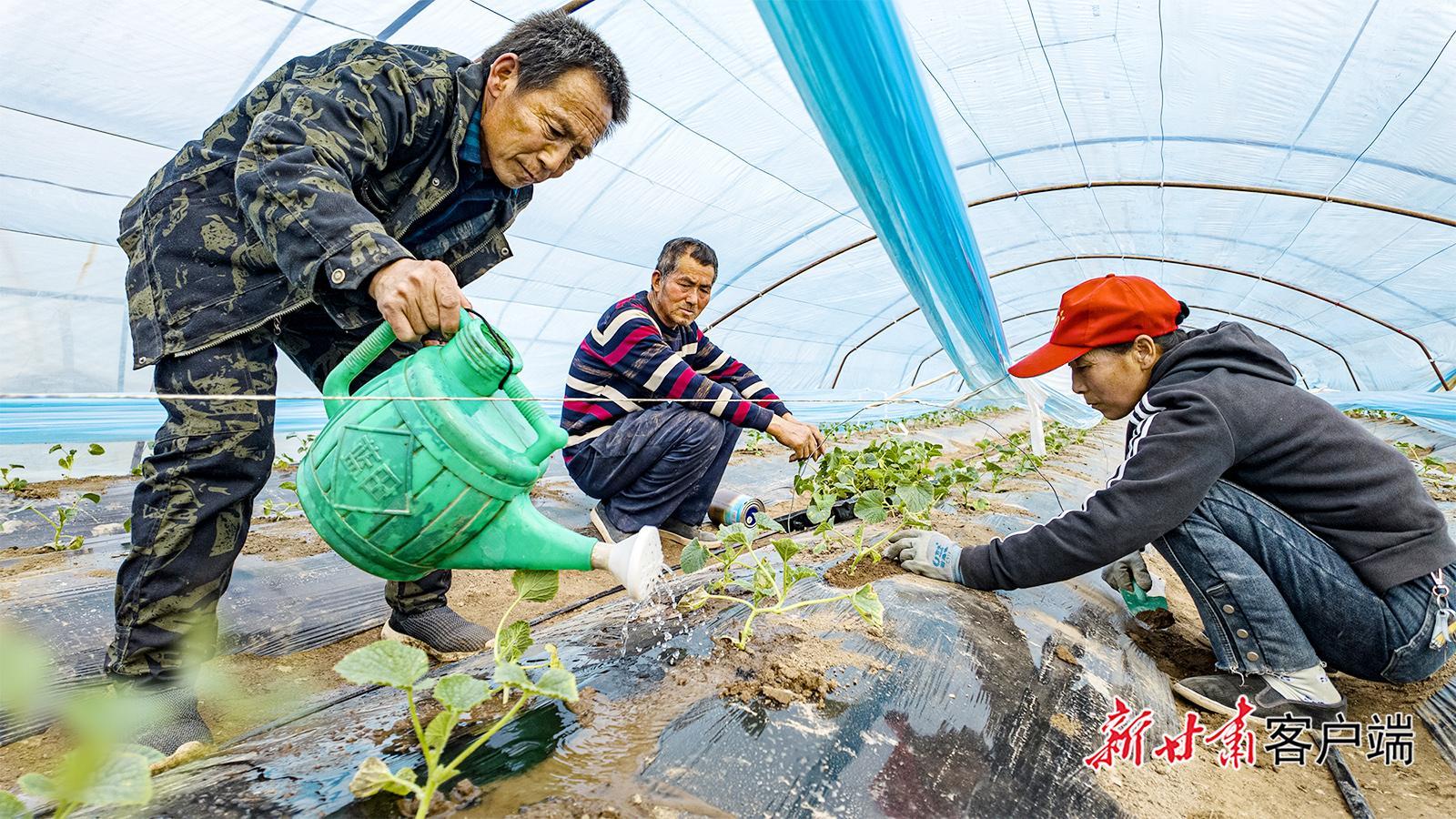 慶城驛馬鎮(zhèn)：甜瓜移栽正當時