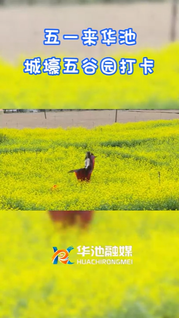 【五一游慶陽】歡迎來華池城壕五谷園打卡??！
