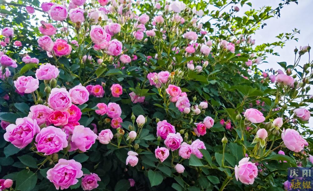 【攝影報道】薔薇花開！邂逅夏日的浪漫